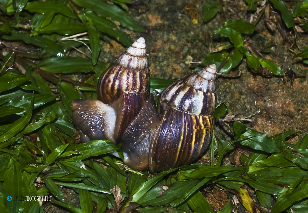 Siput Babi Local Name Siput Babi (Pig Snail) Scientific