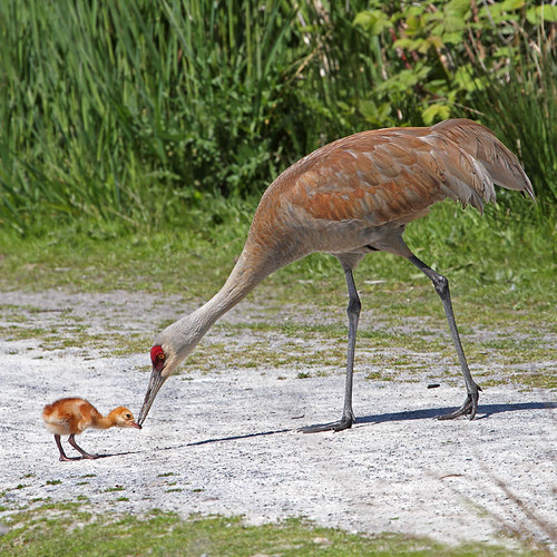 Baby Sandhill Crane This little one is only two days old h… Flickr