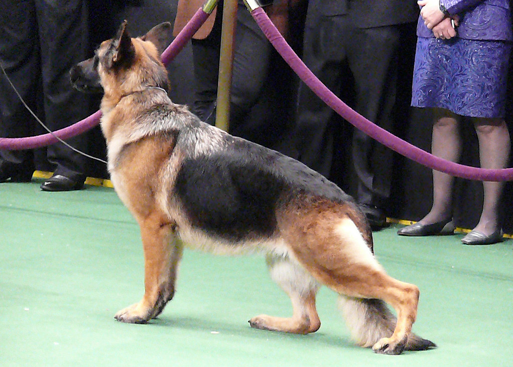 German Shepherd Stacked The German Shepherd is stacked wit… Flickr
