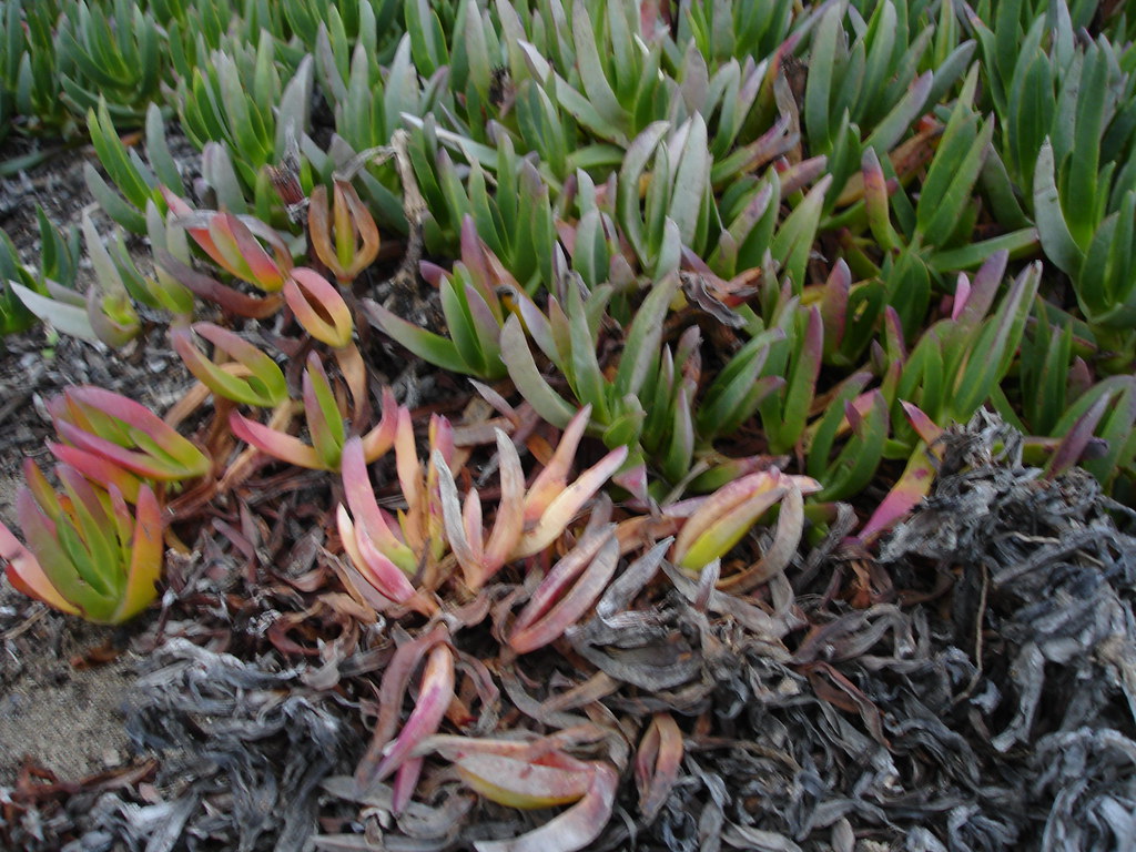 Invasive ice plant hspauldi Flickr