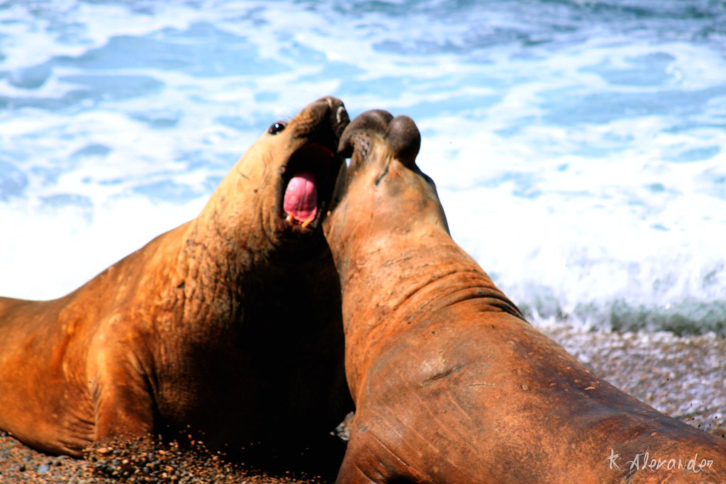 Male elephant seals fighting for mates PENINSULA DE VALDES… Flickr