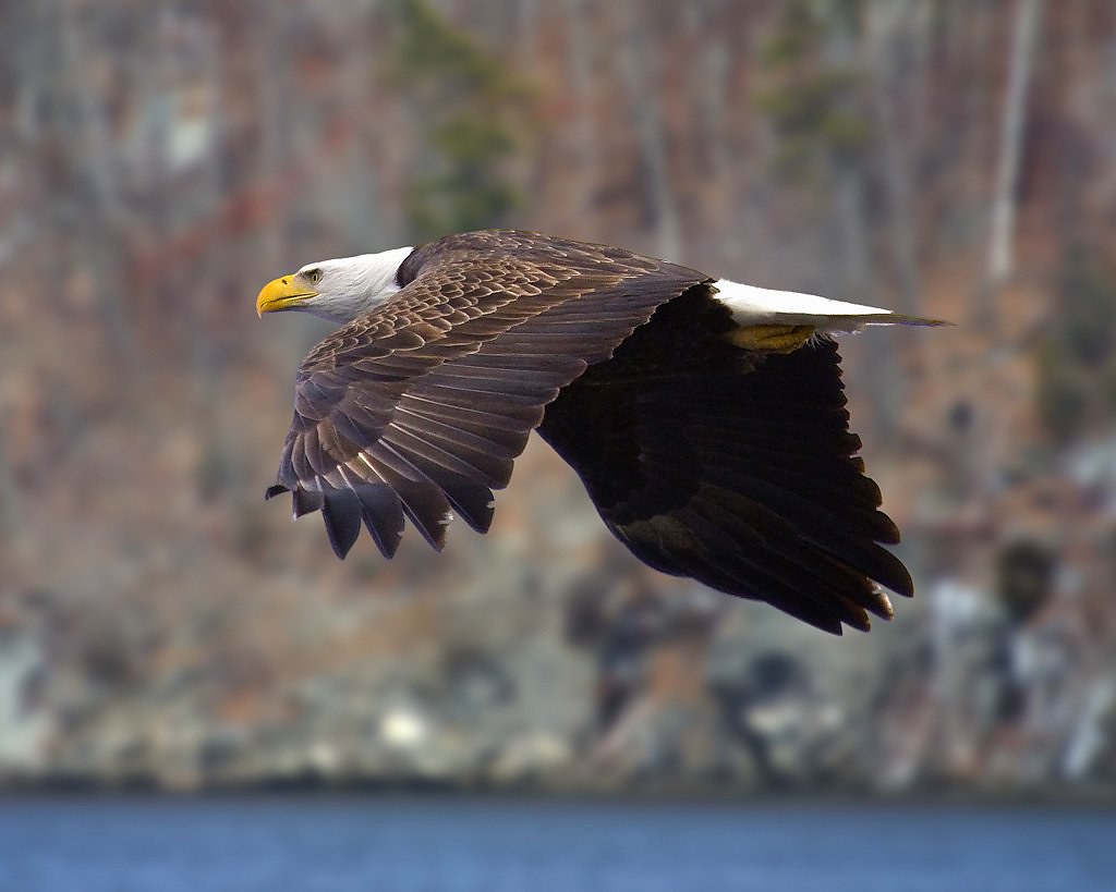 CT River Eagle Bald Eagle flying over the CT River in Hadd… Galdy Flickr