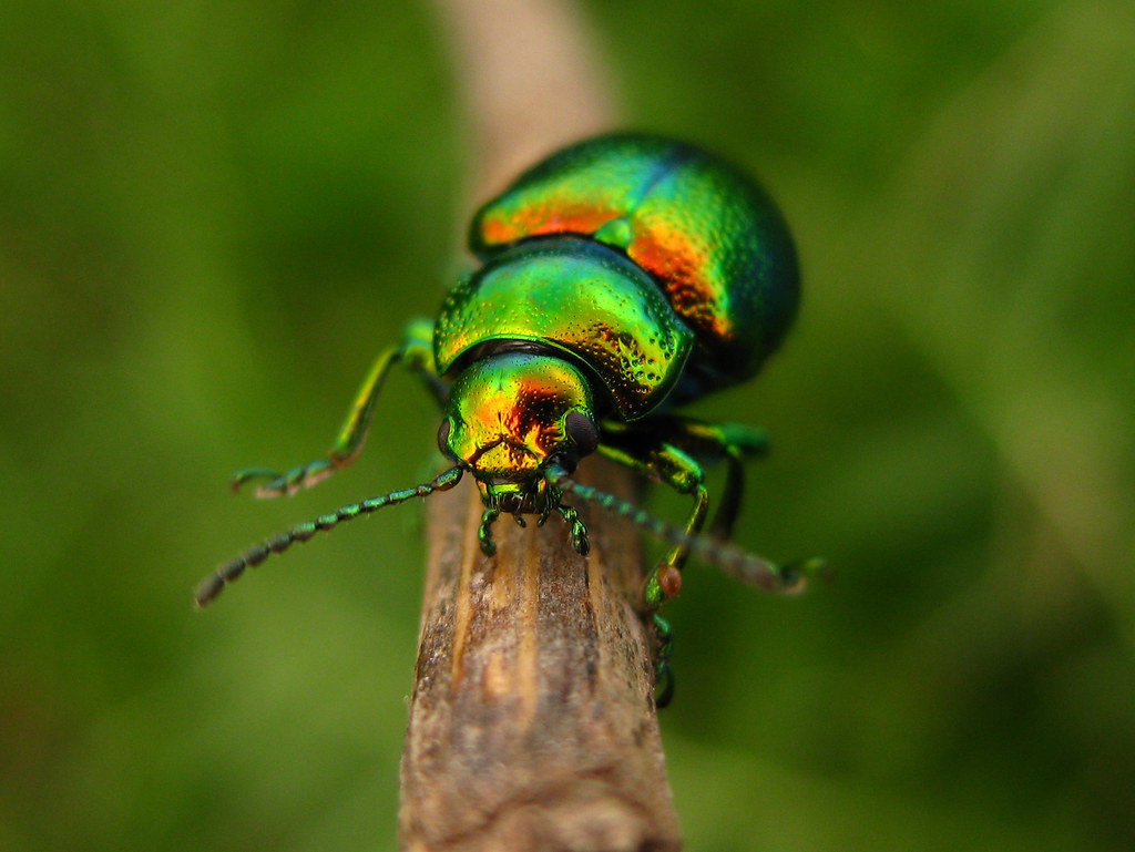 metallic green beetle Caramosca Flickr