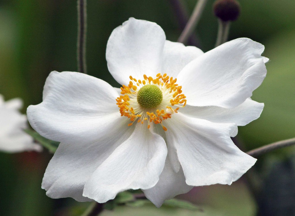 White Flower Vancouver, British Columbia I came upon thi… Flickr