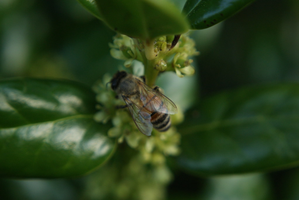 Bees in Holly Bush Bees have over taken my Holly bush.. hu… Flickr