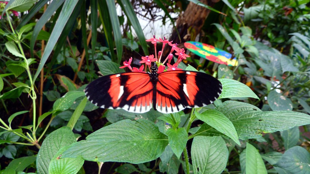Red and black Butterfly, butterfly house, London Zoo, Rege… Flickr