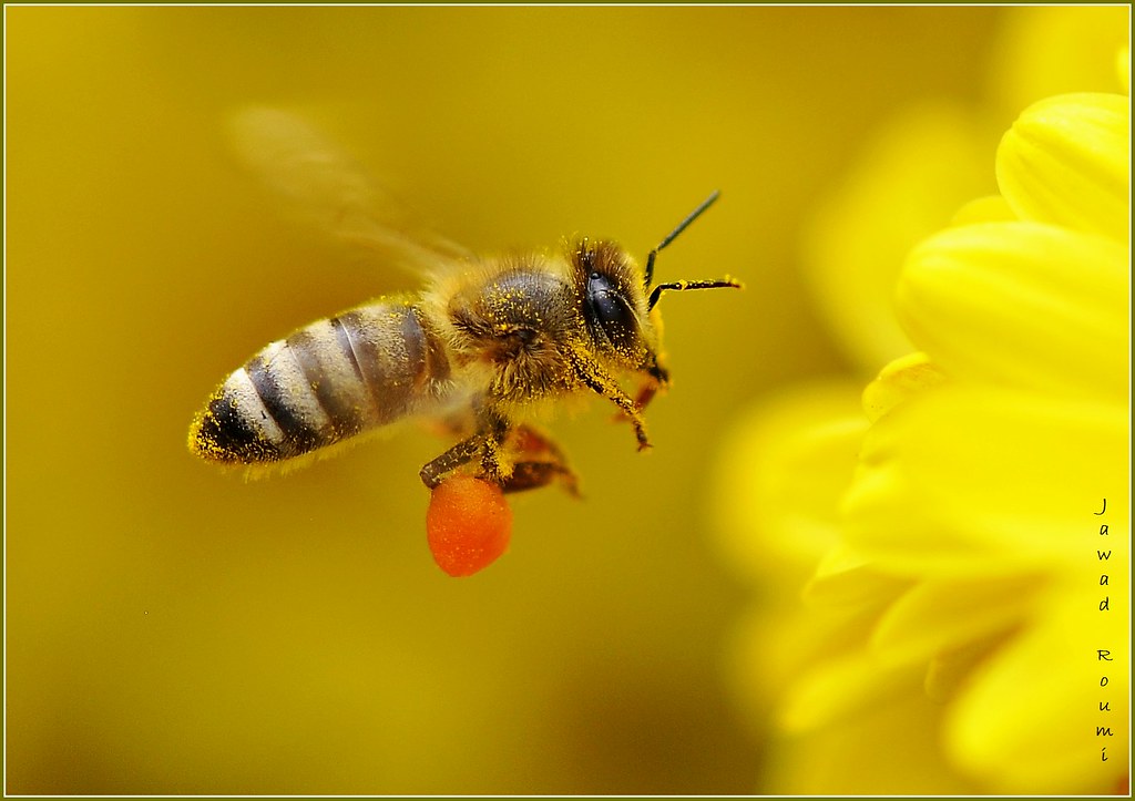 Bee fly نحلة طائرة وَأَوْحَى رَبُّكَ إِلَى النَّحْلِ أَن… Flickr