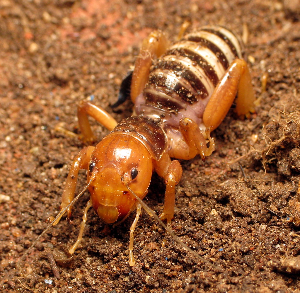 Jerusalem CricketStenopelmatus Found under a pot. Pretty… Flickr