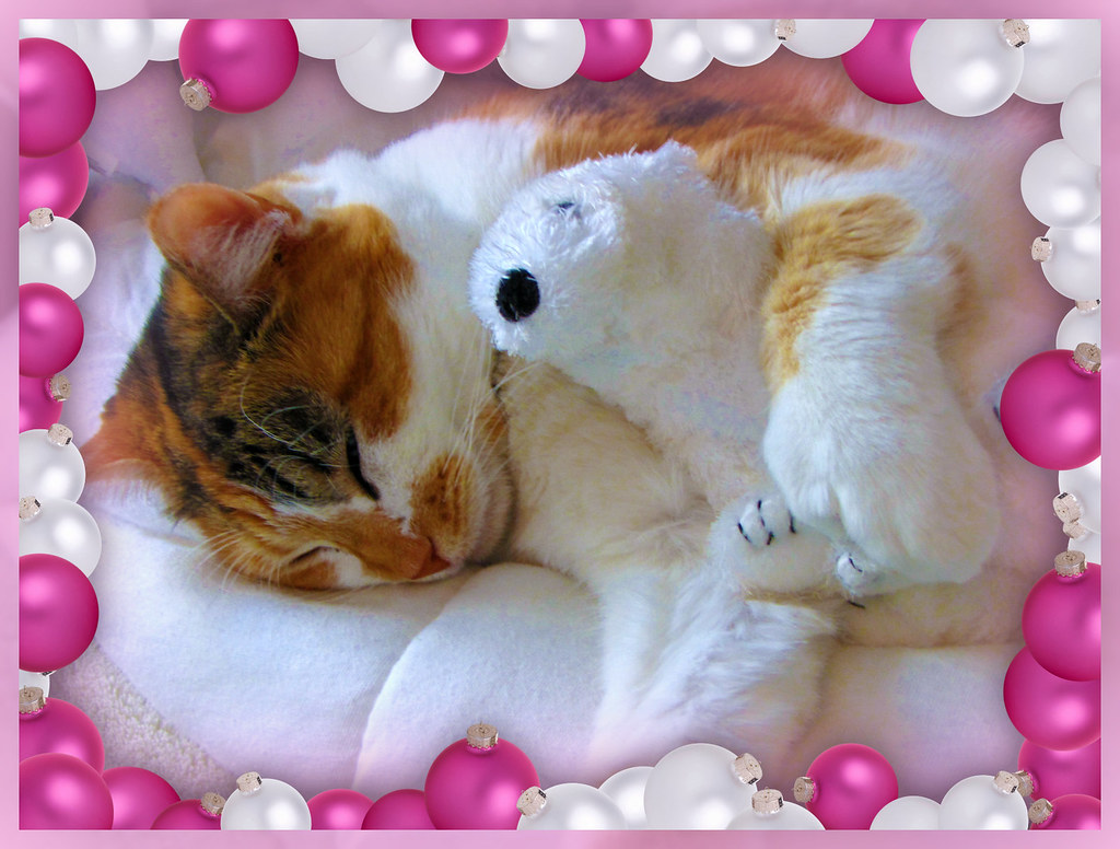 A Cat's Prayer Now I lay me down to sleep, I pray this cus… Flickr