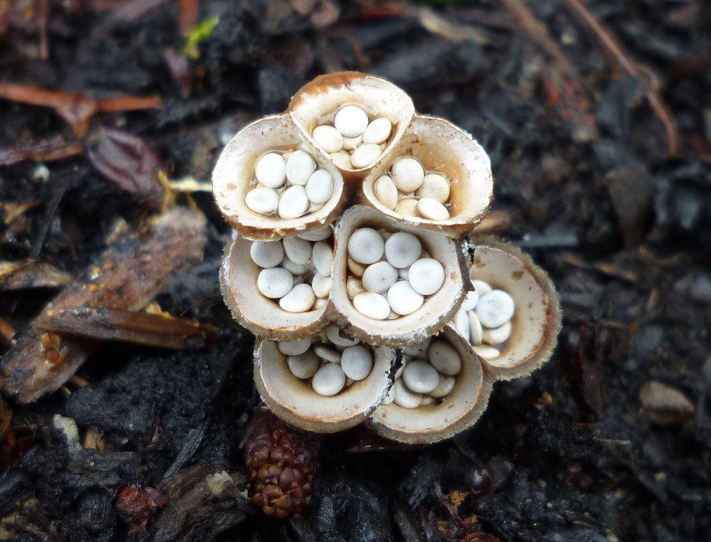 bird's nest fungi crucibulum laeve That's just so cool. … Flickr