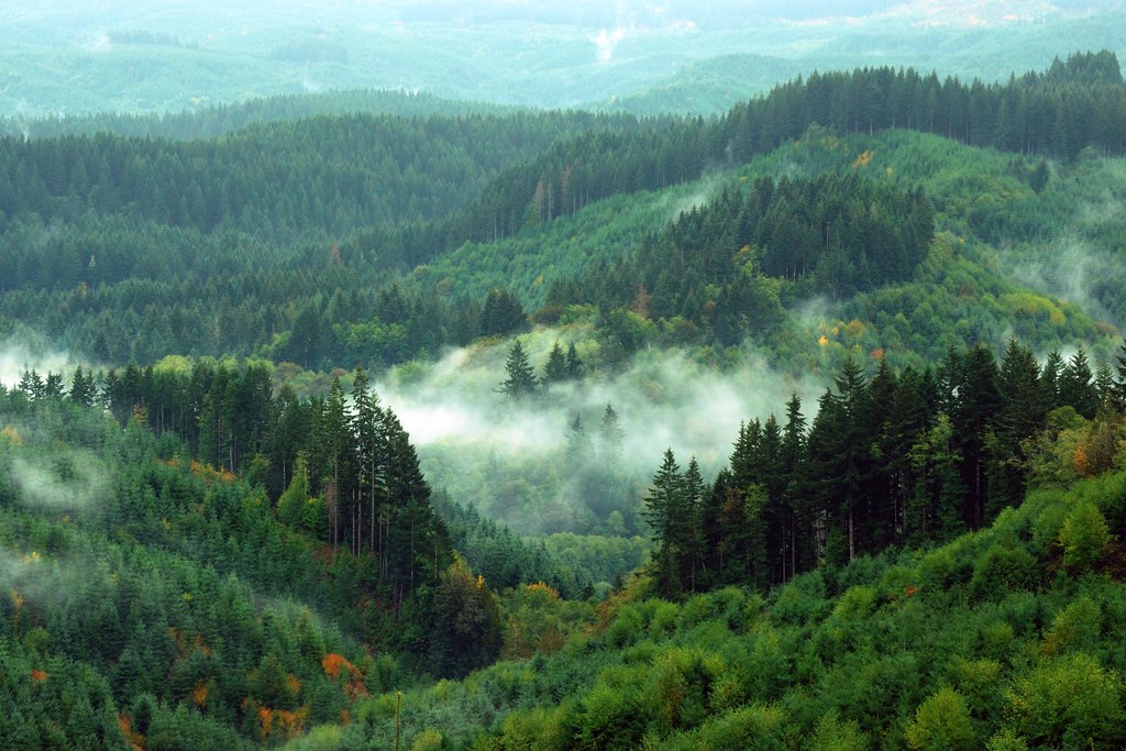 101509 034 ScappooseVernonia Highway Scappoose Oregon Chris