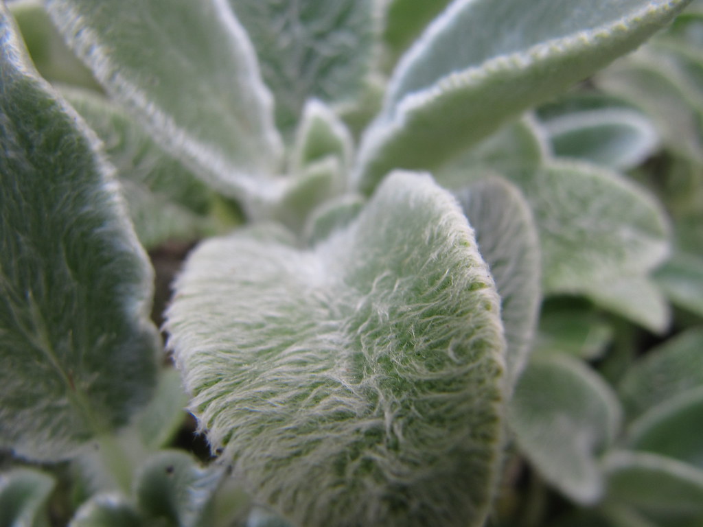 Furry leaf Jo Anslow Flickr