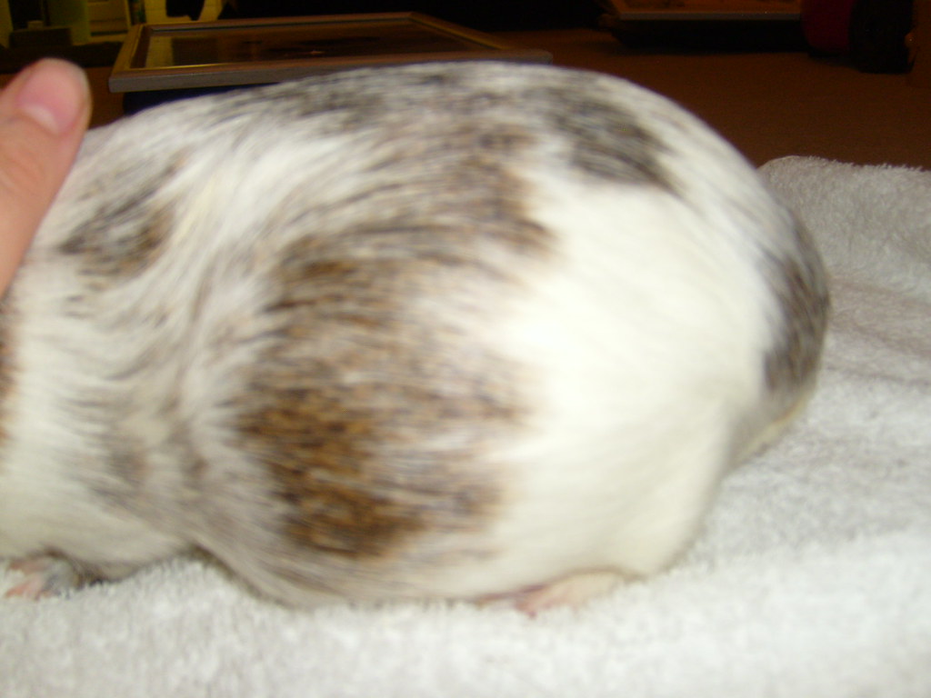 9 and a half week pregnant guinea pig Louise Sloan Flickr