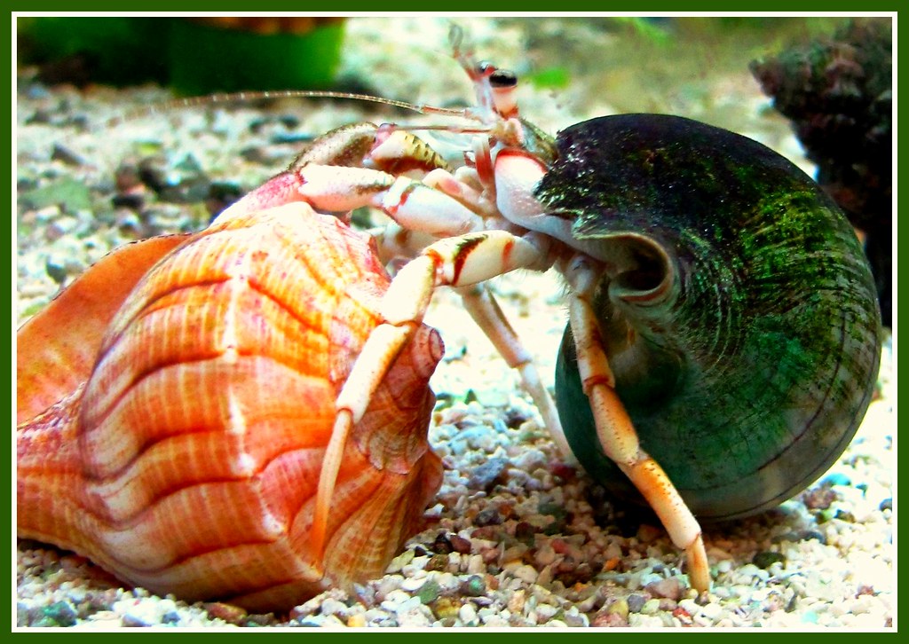 Hermit Crab, Florida Hermit crabs, These crustaceans are a… Flickr