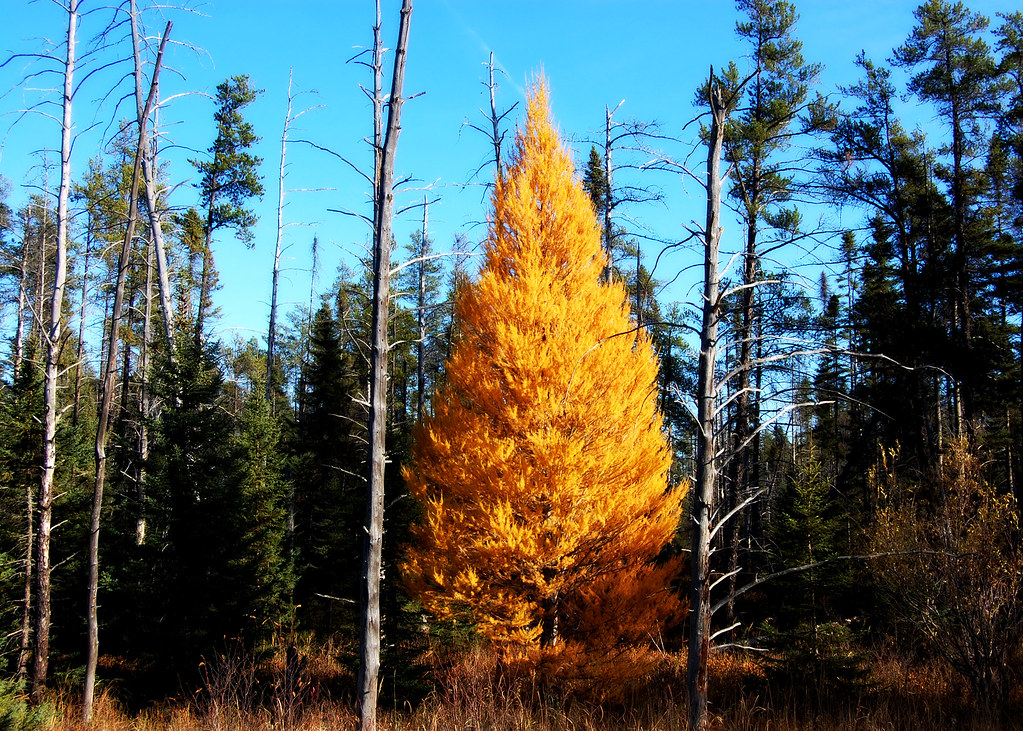 Autumn Tamarack Spotted this golden Tamarack tree on Hwy M… Flickr
