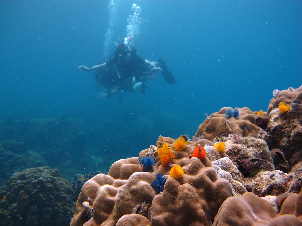 The 5 Best Places in the World to Snorkel and Scuba Dive