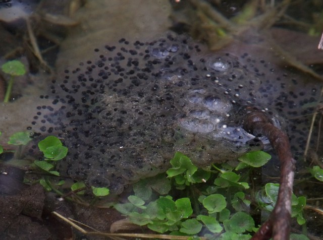 Wood frog eggs The Natural Capital Flickr