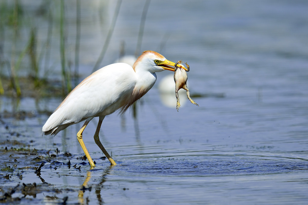 Cattle Egret Eating Frog © Brian E Kushner Nikon D7000, Ni… Flickr