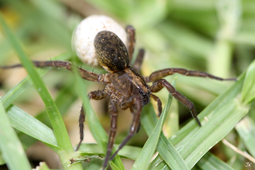Female Wolf Spider with egg sack Jonathan Flickr