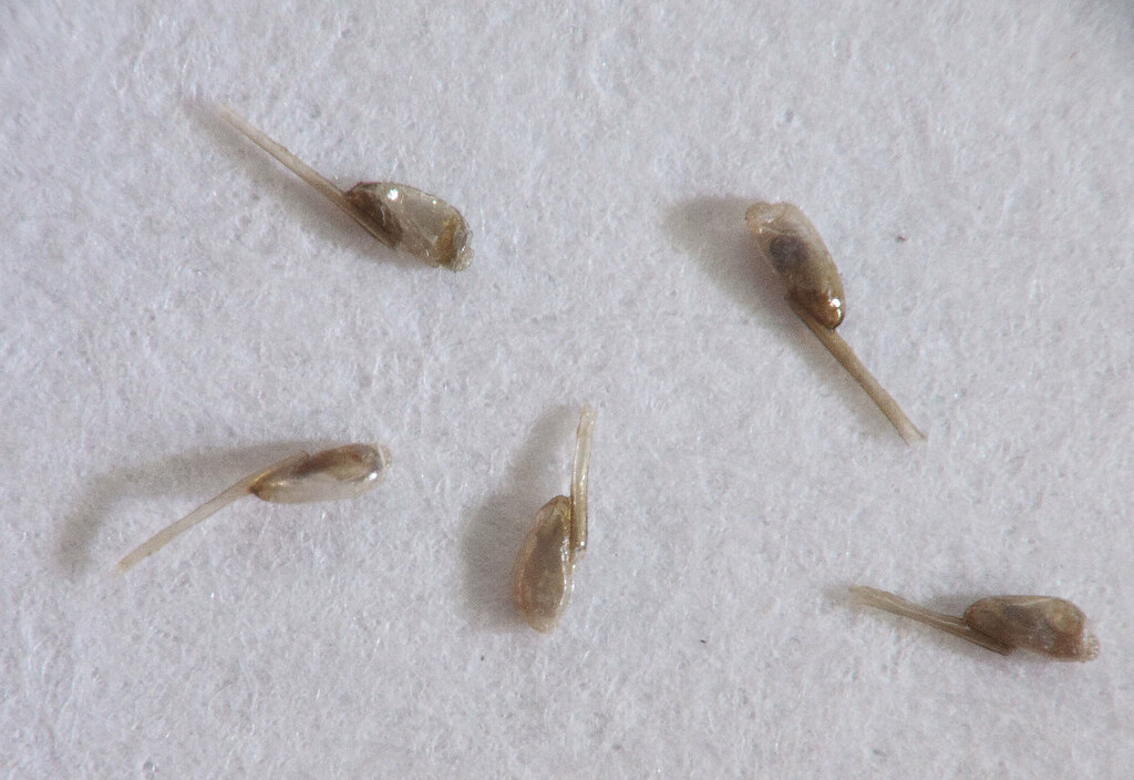 Lice nits Taken again with the EF 28135 and the ef 50mm