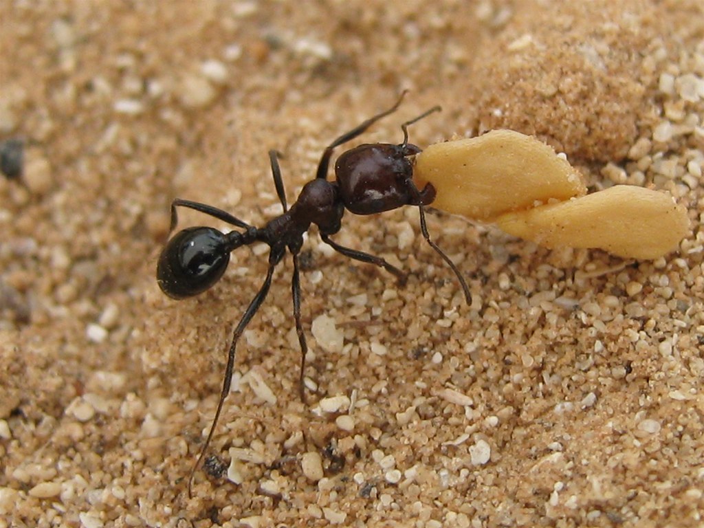 Ants collecting food Ants collecting food Ants gather food… Flickr