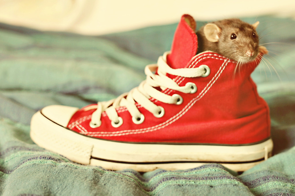There's a rat in my shoe! meet Moka...shes fast *edit* act… Flickr