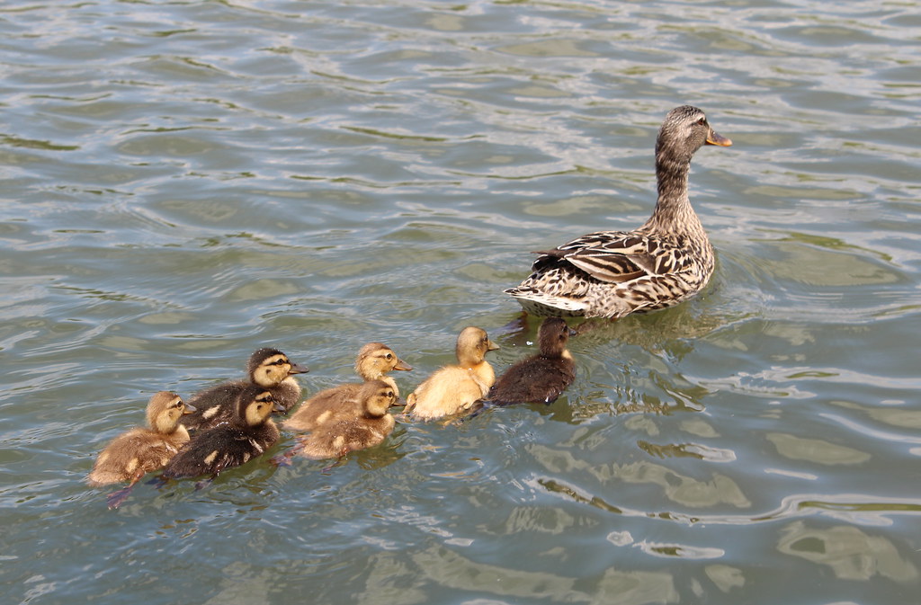 Baby ducklings following mother Justin Park Flickr