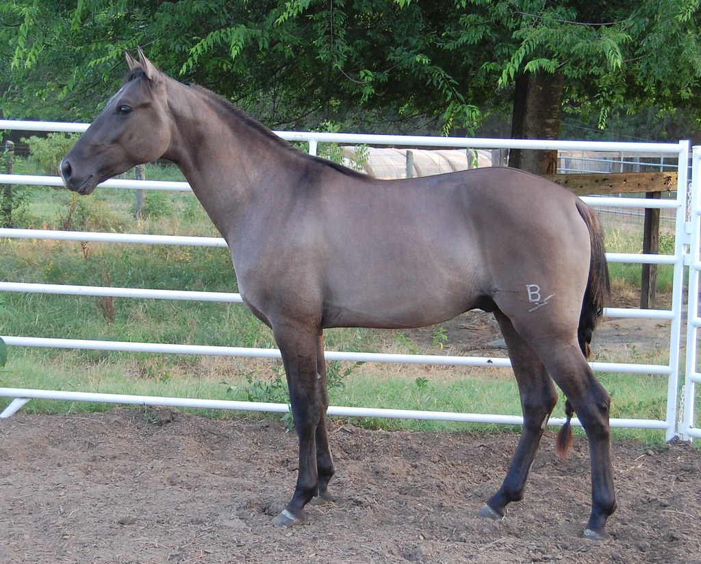 I'm Dunbelievable July 1, 09 Rare grullo Tennessee Walking… Flickr