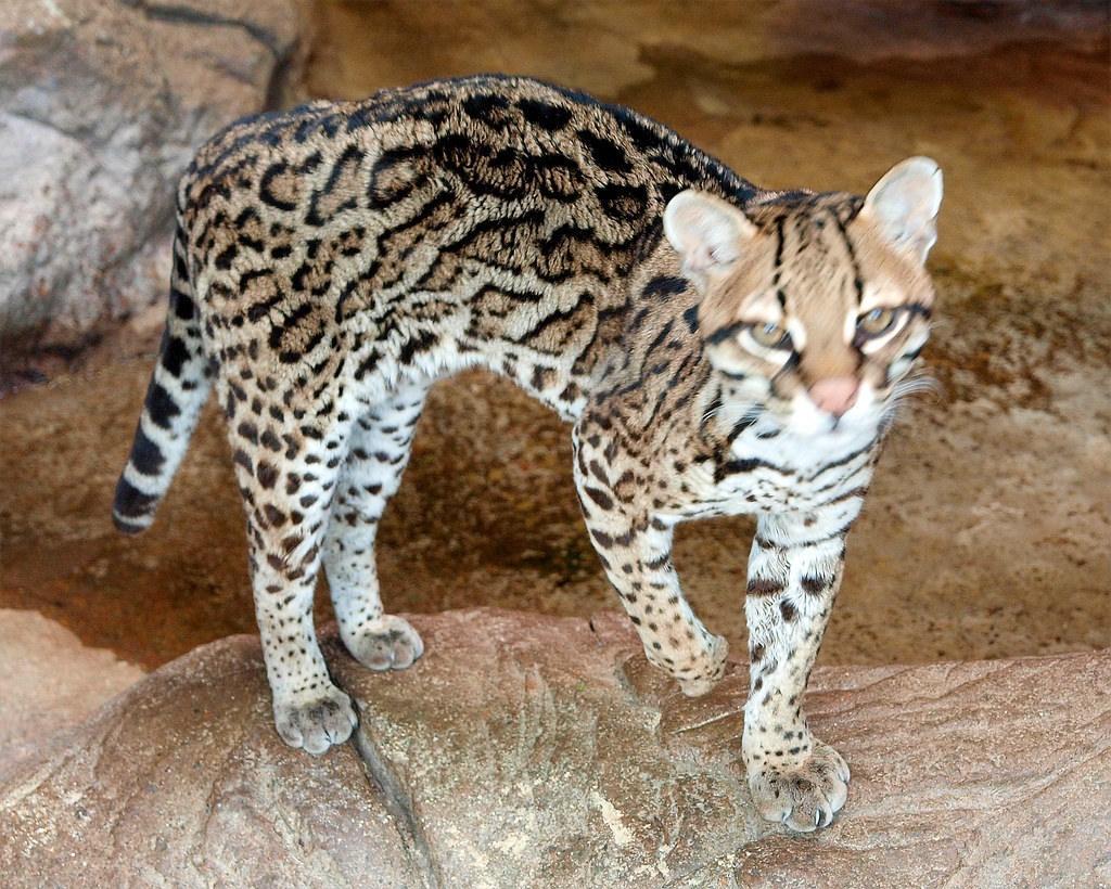 Bobcat North Carolina Zoo, Asheboro, NC taken with an Olym… Flickr