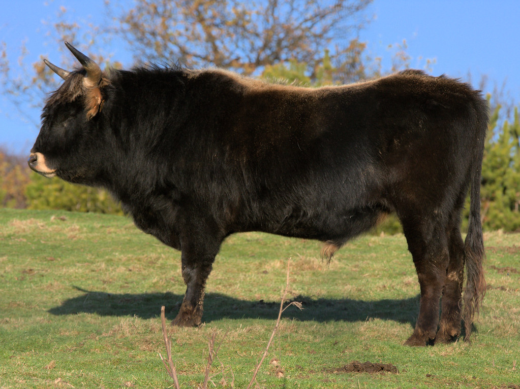 Heck Bull [ Best Large ] Heck cattle were developed in the… Flickr