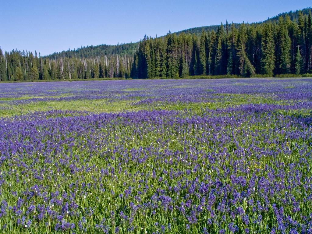 Camas Field in Packer Meadows Camas wildflowers in Packer … Flickr