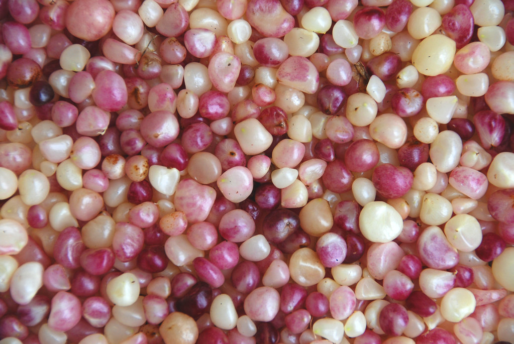 Naked lady seeds | Claire Woods | Flickr