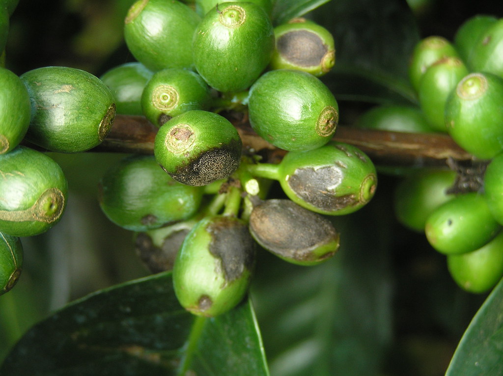 Coffee berry disease 4 Coffee berry disease 4 Flickr