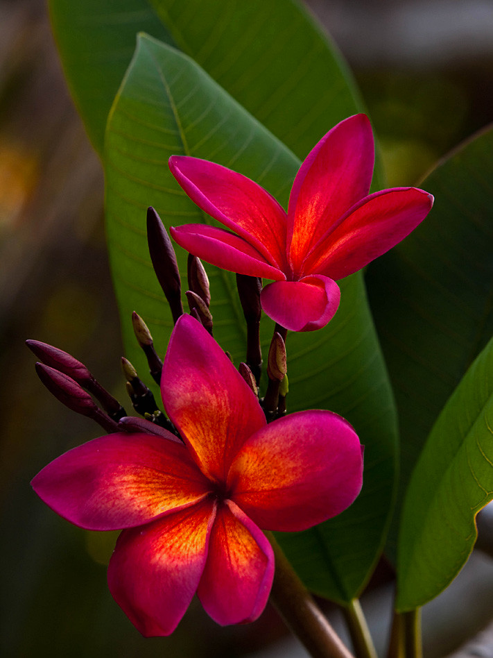 P2152117 LR2 Fragrant Red Plumeria (Frangipani) on a warm,… Flickr