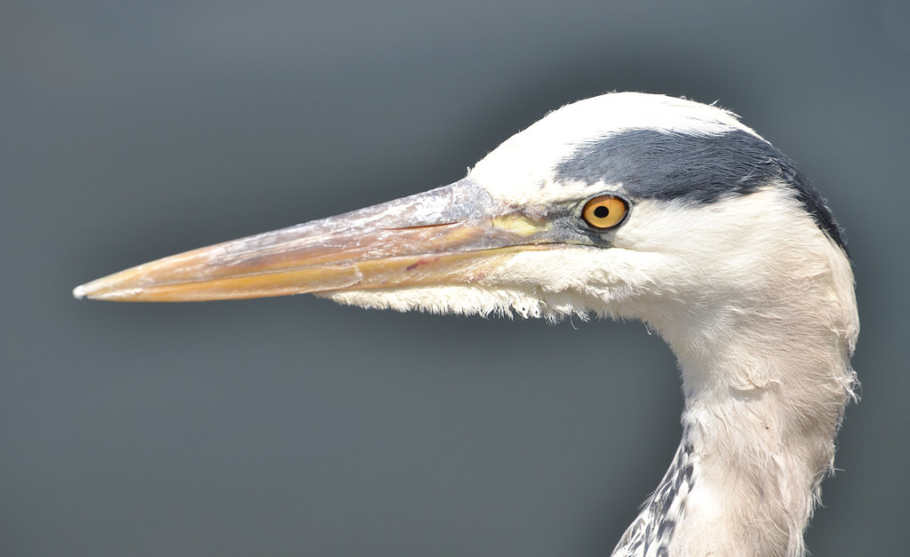 5834580498_0cbd7b3bec_b White Heron Regents Answer Key