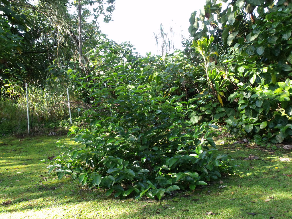 Needle Flower Tree when in bloom smells like honeysuckle… Flickr