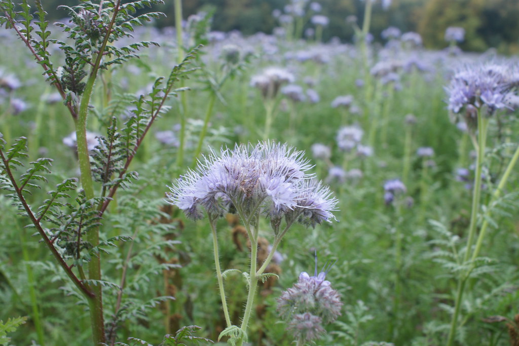 PHACÉLIE (Fleur bleue vers Nyon, canton de Vaud Suisse