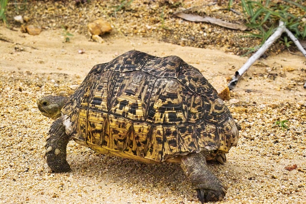 Leopard tortoise(Geochelone pardalis) IMG15385 Arno