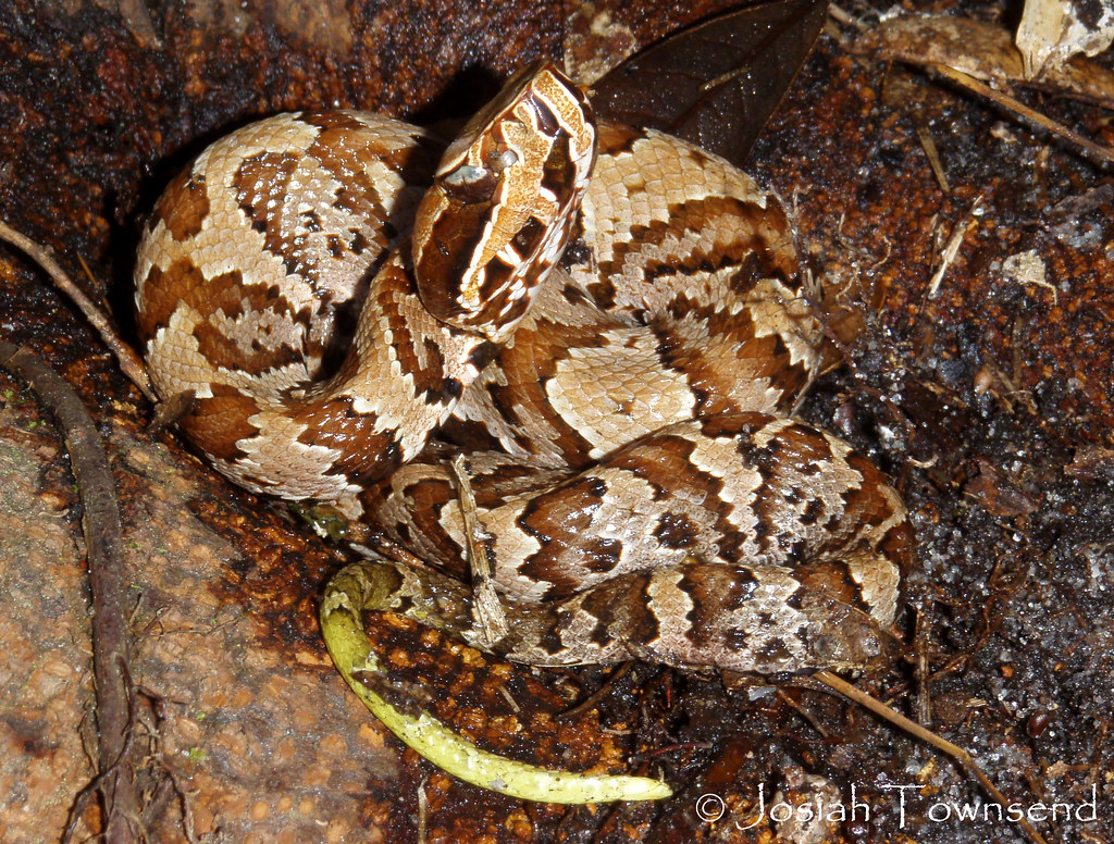 juvenile Agkistrodon piscivorus Florida Alachua Co., Loch… Flickr