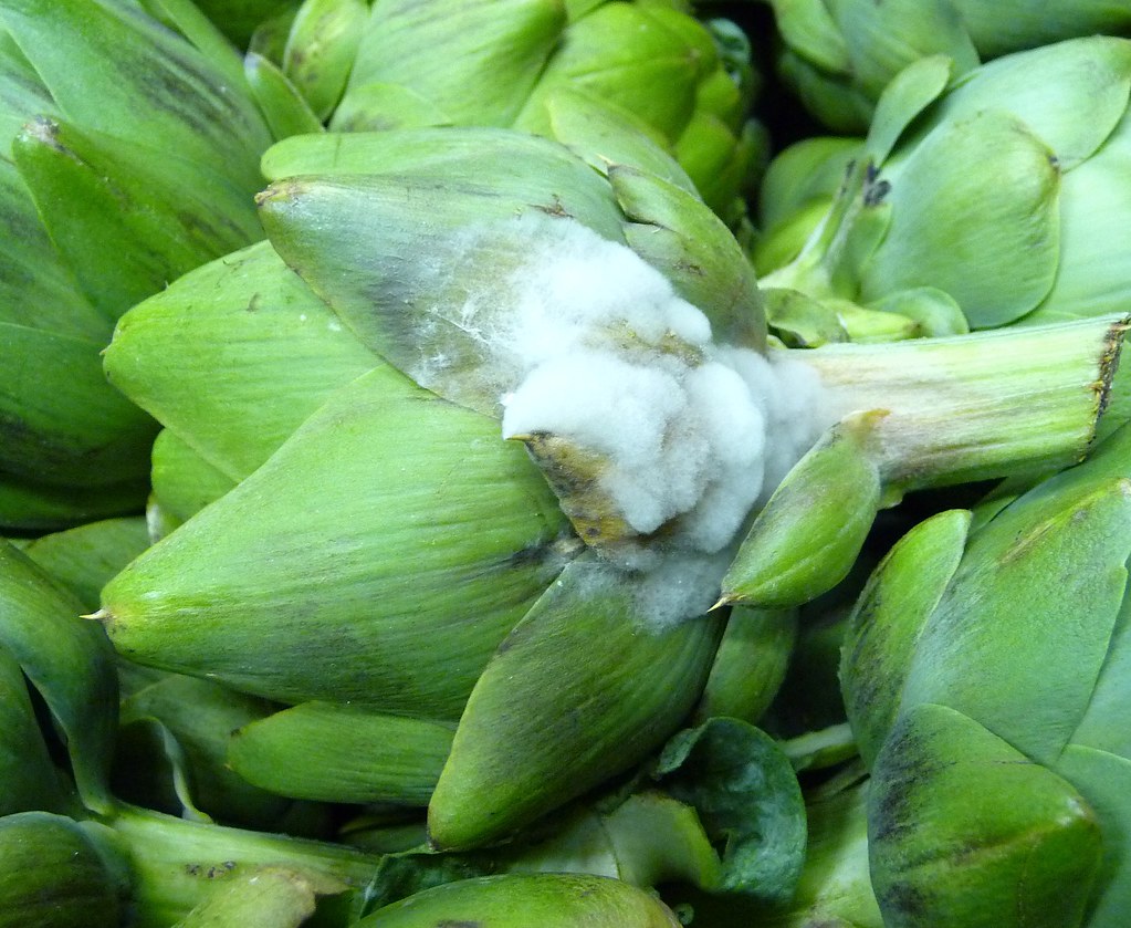 to put my artichokes in the fridge. r/pics