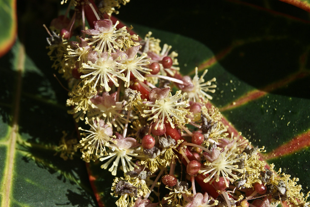 Croton Bloom It has been blooming for good two months Photo Grrrrr