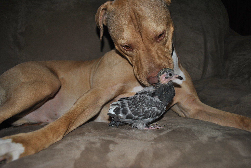 nanny dog for sure! melinte kennels Flickr