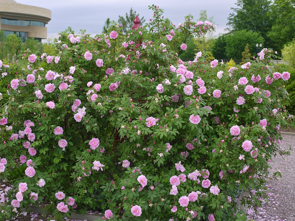 Rosa 'Therese A large growing, very cold hardy Can… Flickr