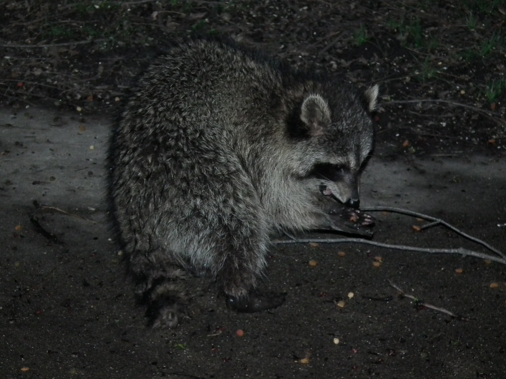 Raccoon Night Photo 800 ISO SOOC taken with a FUJiFILM FIN… Flickr