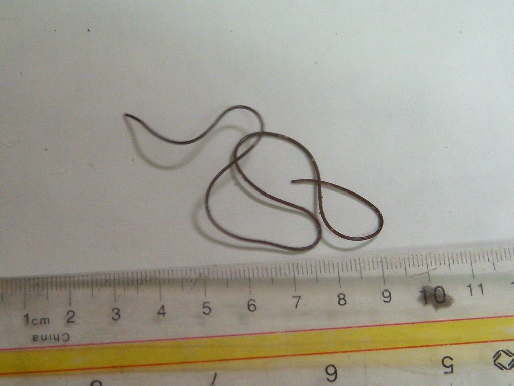 Horsehair Worm Phylum Nematomorpha Gordius sp. (?), Carter… Flickr