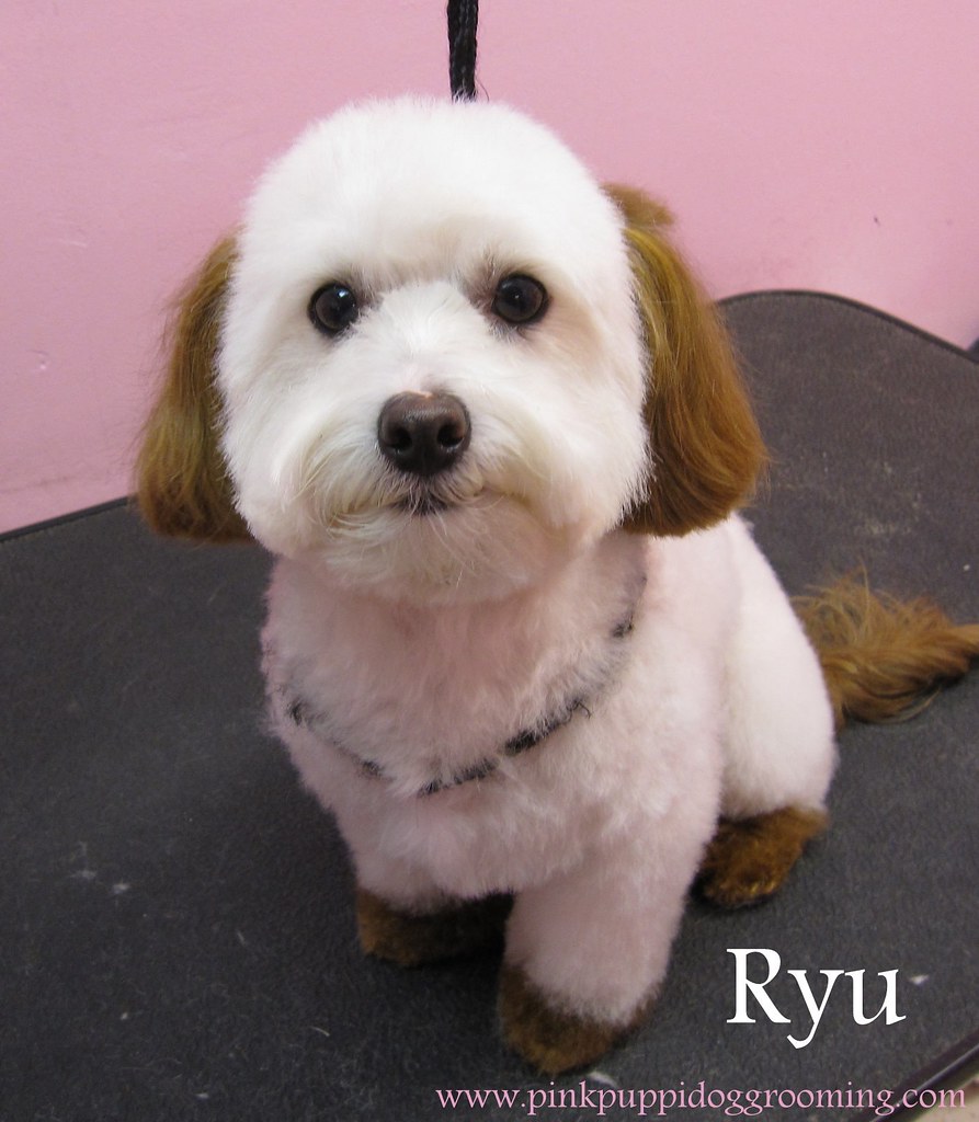 ryumaltipoo Japanese Style Dog Grooming in Torrance www.P… Flickr