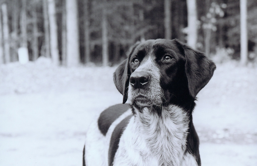 Rylee 1/2 black lab, 1/2 blue tick hound mix female lilyrose83 Flickr