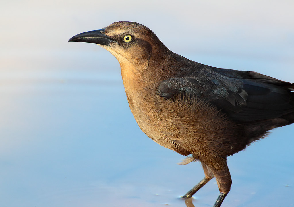 a very common brown bird, greattailed grackle Gilbert Rip… Flickr