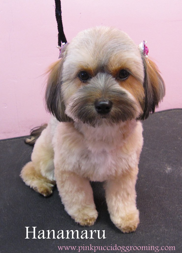 hanamaru Japanese Style Dog Grooming in Torrance www.PinkP… Flickr