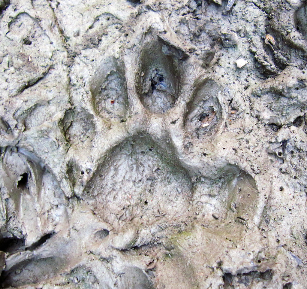 Tiger Print Yes, a real tiger paw print. cooperis Flickr
